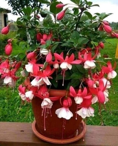 80002343 fuchsie madame - fuchsie, 'madame