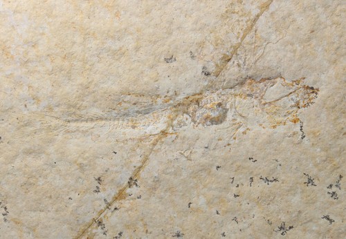 Fisch leptolepis - fisch,,