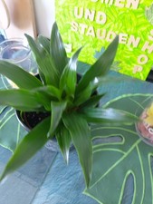 Drachenbaum   Tolle Blatt