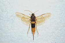 Urocerus gigas,female,60mm wingspan,rar