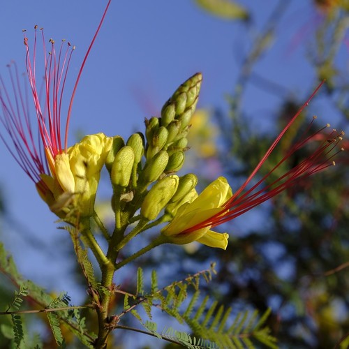 Desert bird paradise - desert, of