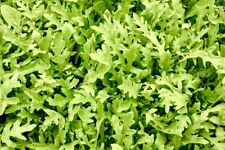 100000 Samen RAUKE Rucola coltivata Rukola Eruca sativa Salat Ölrauke Großpack