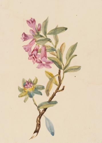 Blühender zweig aquarell - blühender,