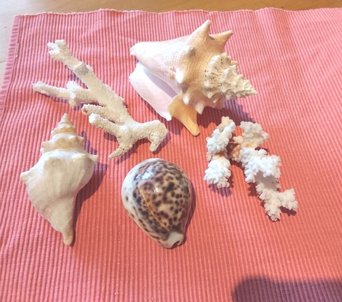 Echte schnecken und korallen - korallen,