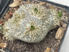 Pachypodium brevicaule 7 cm WE