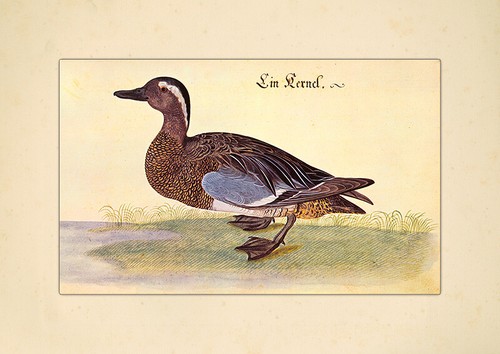 Ein kernel knäkente wildente - ein,