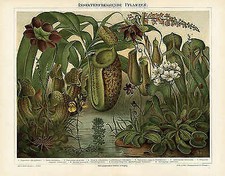 Insektenfresser Venusfalle Krugpflanze Maulwurf Bisamrüssler Igel Tana Zxz