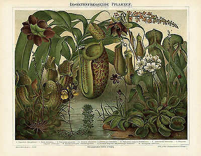 Insektenfresser venusfalle - insektenfresser,