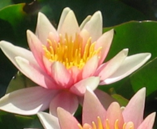Halbzwerg seerose nymphaea - halbzwerg-seerose,