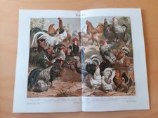 Farbige Chromolithographie um