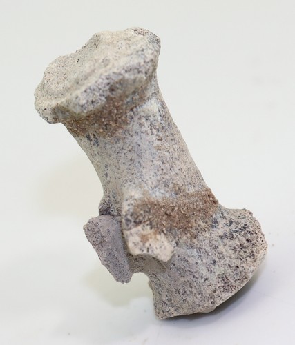 Wirbel rapetosaurus sp - wirbel,,