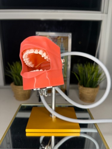 Dental simulator phantom head - simulator,