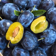 Italienische Zwetschge