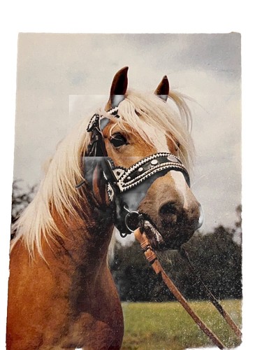 Haflinger pferdepostkarte - haflinger, ak