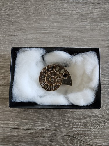 Ammonit fossil poliert ca - poliert,,
