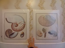 2 x Nautilus Muscheldrucke
