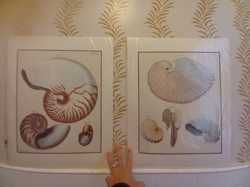Nautilus muscheldrucke - nautilus,