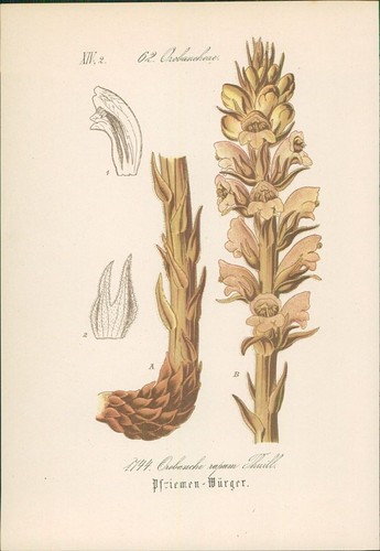 Chromolithographie - ,