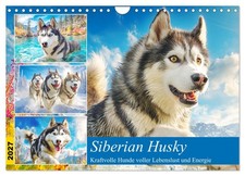 Siberian husky kraftvolle - siberian, husky.