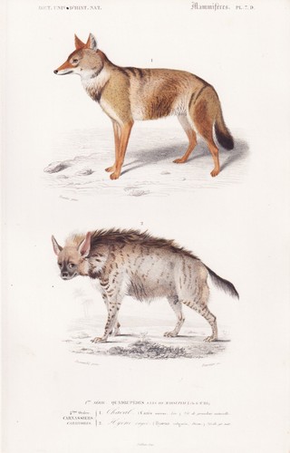 Canis aureus schakal - canis, hyaena