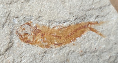 Wundervoller fossiler fisch - fossiler,