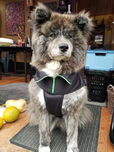 Softshelljacke für hunde - für, 65