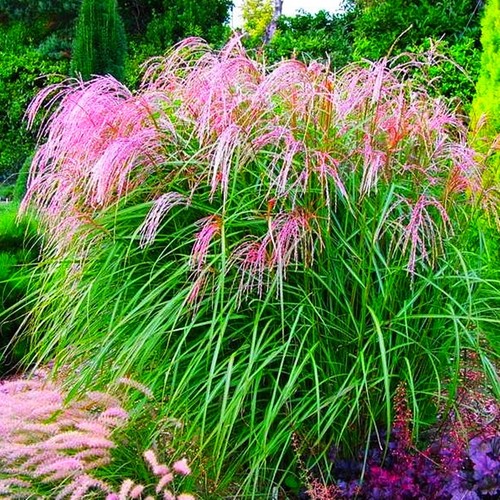 Ziergras gartenpflanze für - ziergras,