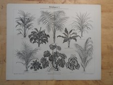 Orig.(1890) Holzstich