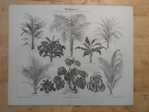 Orig holzstich - orig.(1890),