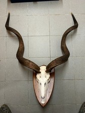 Kudu Antilopengeweih Geweih