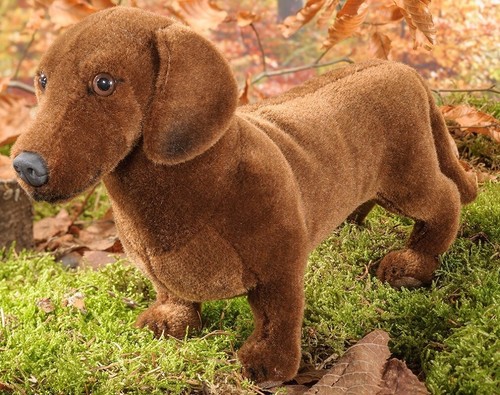 Dackel hund von kosen kösen - dackel,