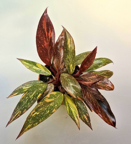Sehr schöner philodendron - sehr,