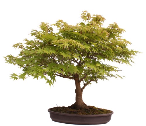 Bonsai acer palmatum - bonsai,