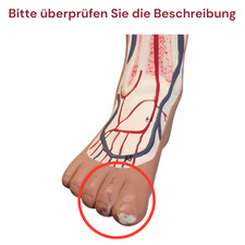 Gima Modell Herz-Kreislauf-Ohr Anatomiemodell Medizin