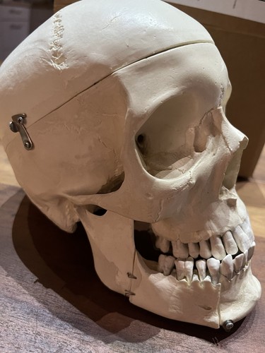 Homo-Schädelpräparat