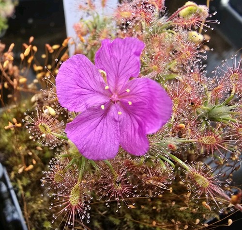 Drosera
