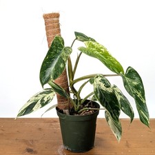 Philodendron Emerald King -