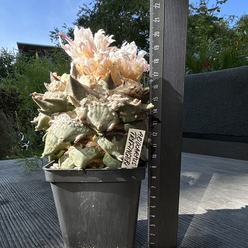 Ariocarpus retusus trifinger - retusus,