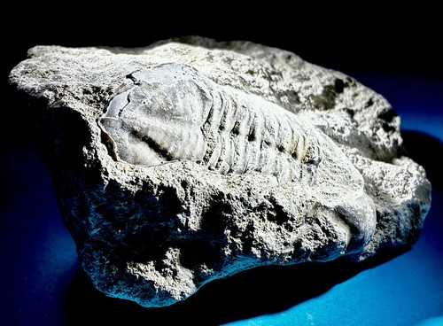 Selten trilobit mittleres - selten!,