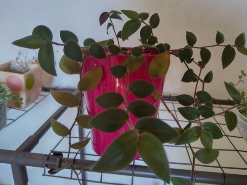 Tradescantia chrysophylla