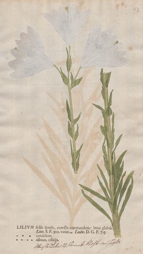 Lilie lilium lily lilien - lily,