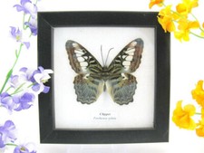 Clipper - echter präparierter