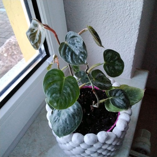Philodendron brandtianum - philodendron,