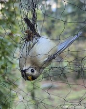 Vogelfangnetz, Japannetz