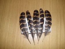 10  Fasanen-Federn vom