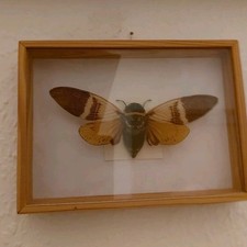 Schaukasten Schmetterlinge