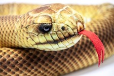Kuscheltier - Schlange