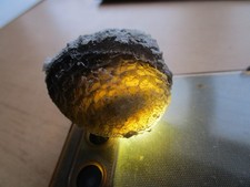 versteinerter Seeigel mit sehr großer fossilen Wasserwaage, gefunden in DK