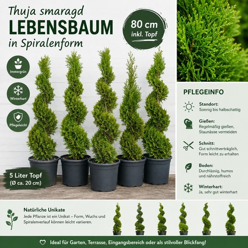 Thuja smaragd lebensbaum - thuja,