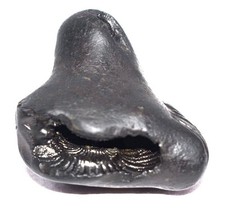 Shimshumara Shaligram - Skorpion Form Of Lord Vishnu - Gandaki Fluss Nepal